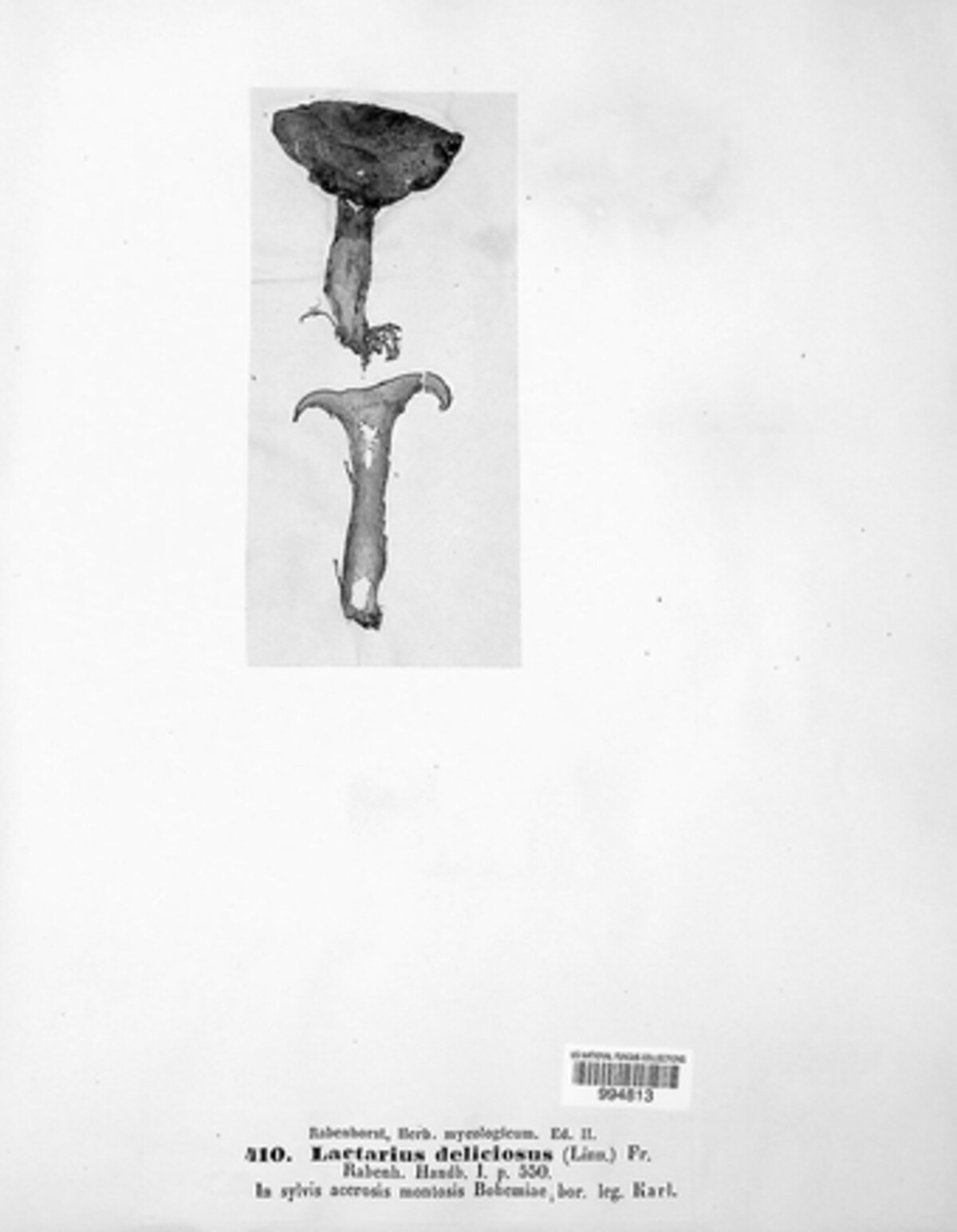 Lactarius deliciosus image